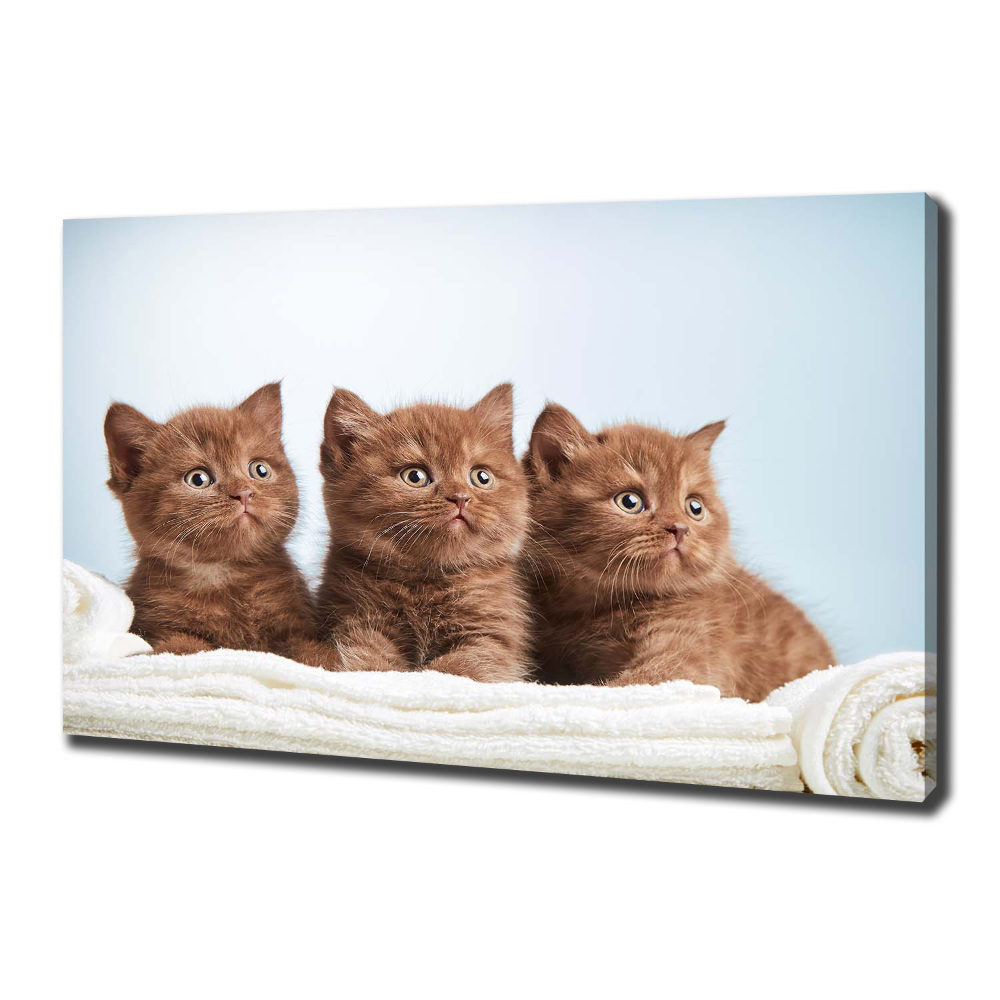 Tableau sur toile Chat sur une serviette