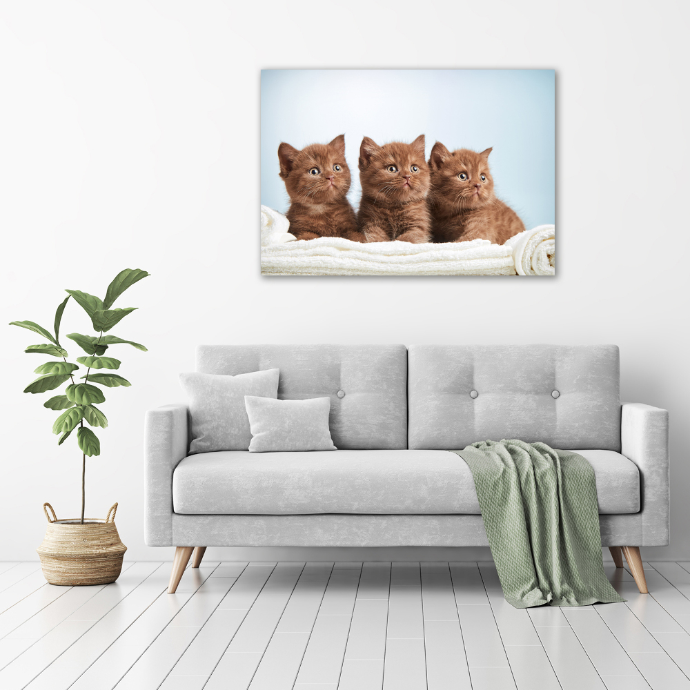 Tableau sur toile Chat sur une serviette