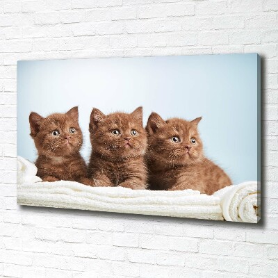 Tableau sur toile Chat sur une serviette