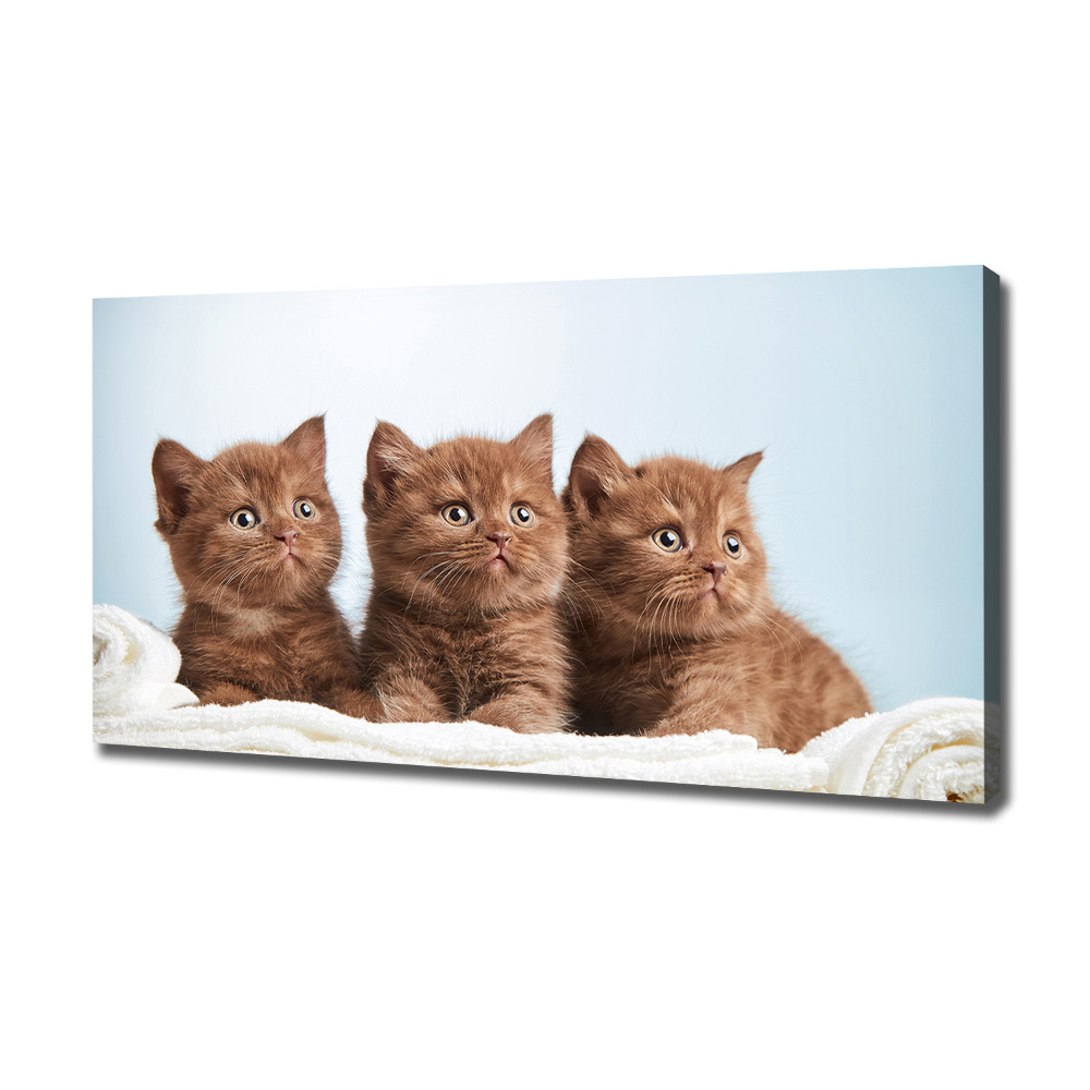 Tableau sur toile Chat sur une serviette