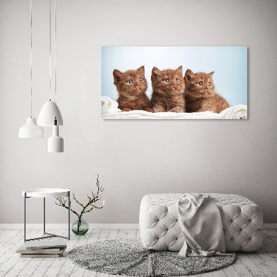 Tableau sur toile Chat sur une serviette