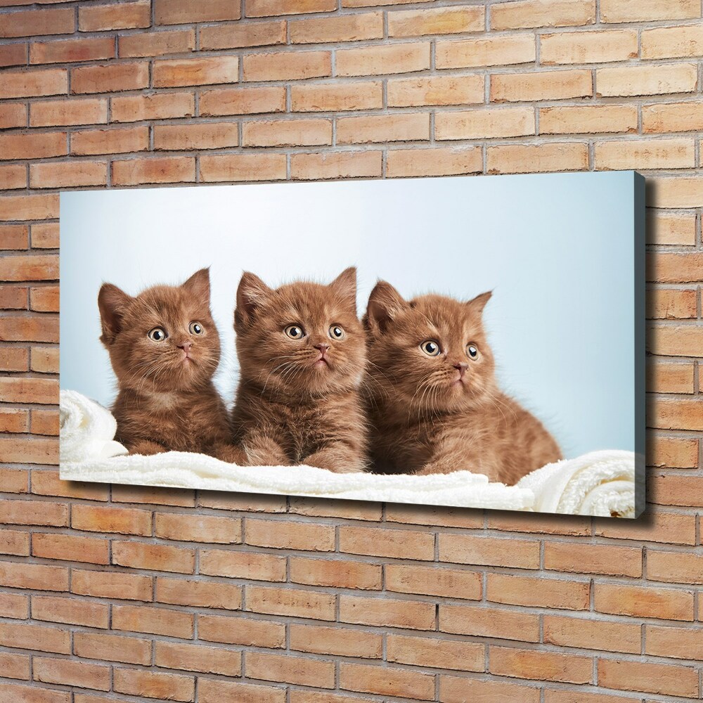 Tableau sur toile Chat sur une serviette