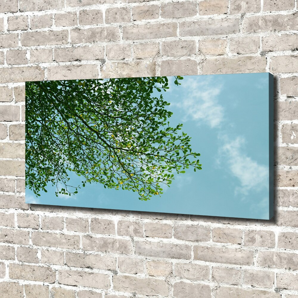 Tableau photo sur toile Feuilles dans le ciel