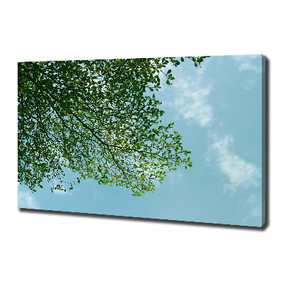 Tableau photo sur toile Feuilles dans le ciel