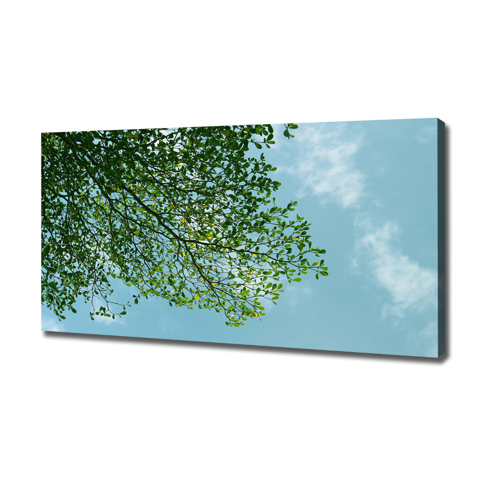 Tableau photo sur toile Feuilles dans le ciel