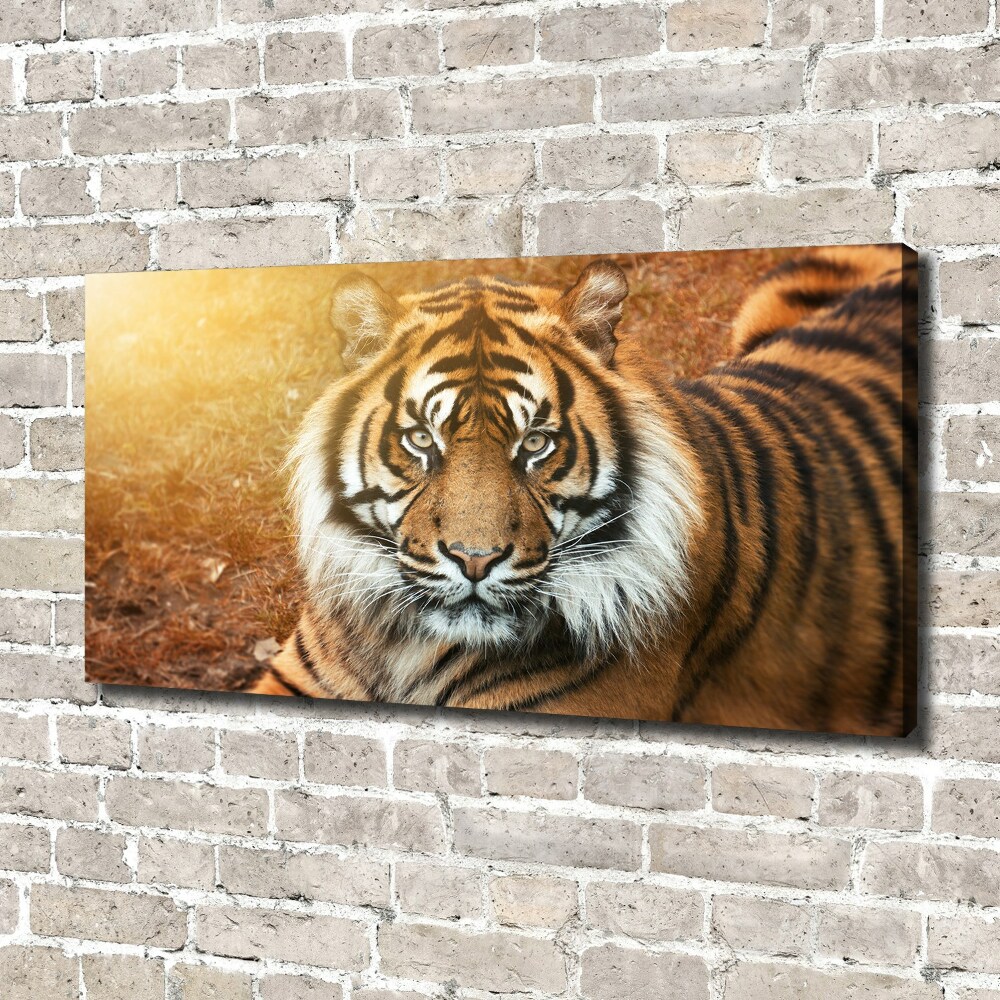 Tableau imprimé sur toile Tigre du Bengale