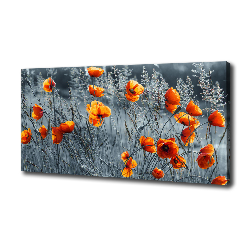 Tableau imprimé sur toile Coquelicot des champs