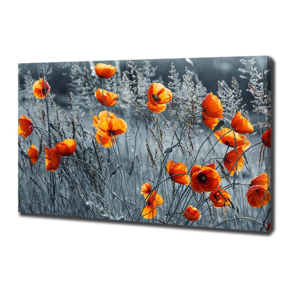 Tableau imprimé sur toile Coquelicot des champs