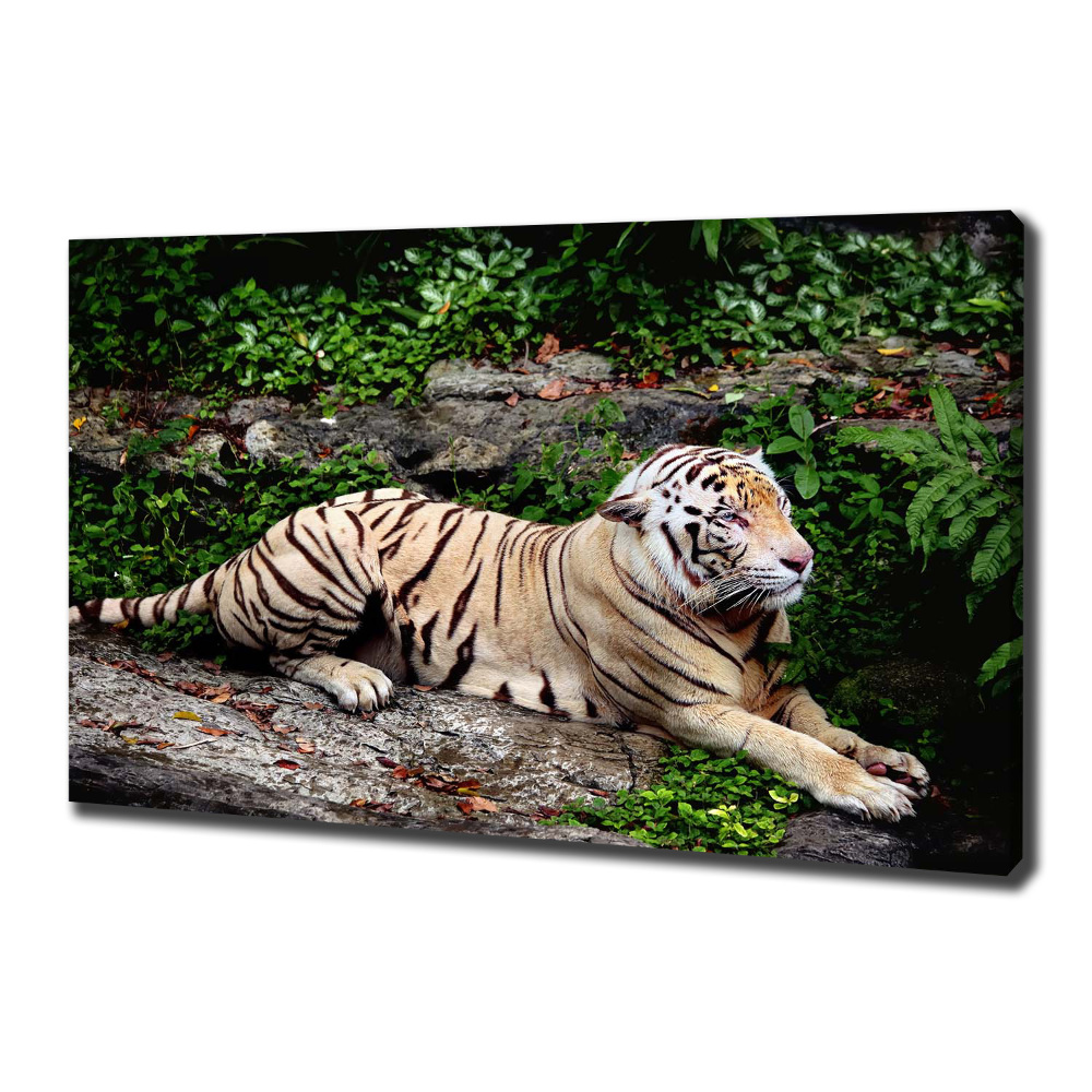 Tableau sur toile Tigre sur un rocher