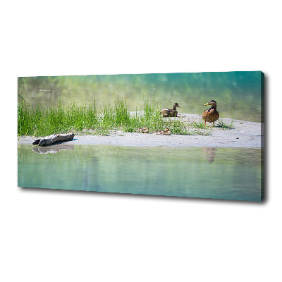 Tableau sur toile Canards au bord de l'eau