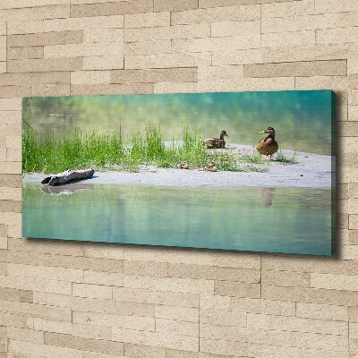 Tableau sur toile Canards au bord de l'eau