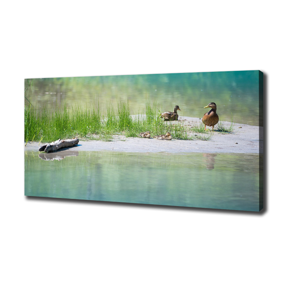 Tableau sur toile Canards au bord de l'eau