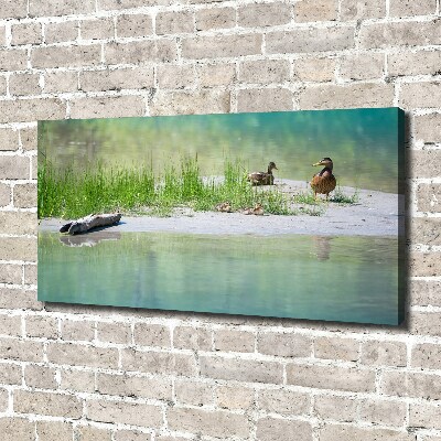 Tableau sur toile Canards au bord de l'eau