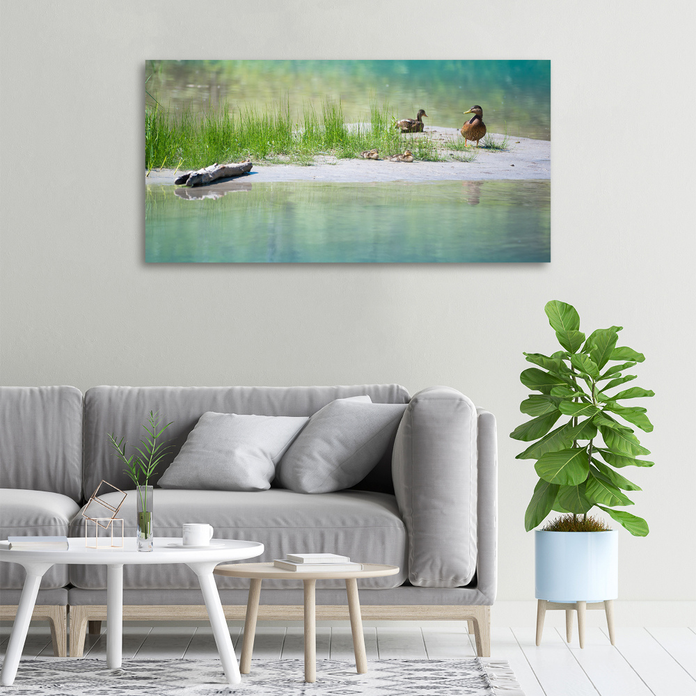 Tableau sur toile Canards au bord de l'eau