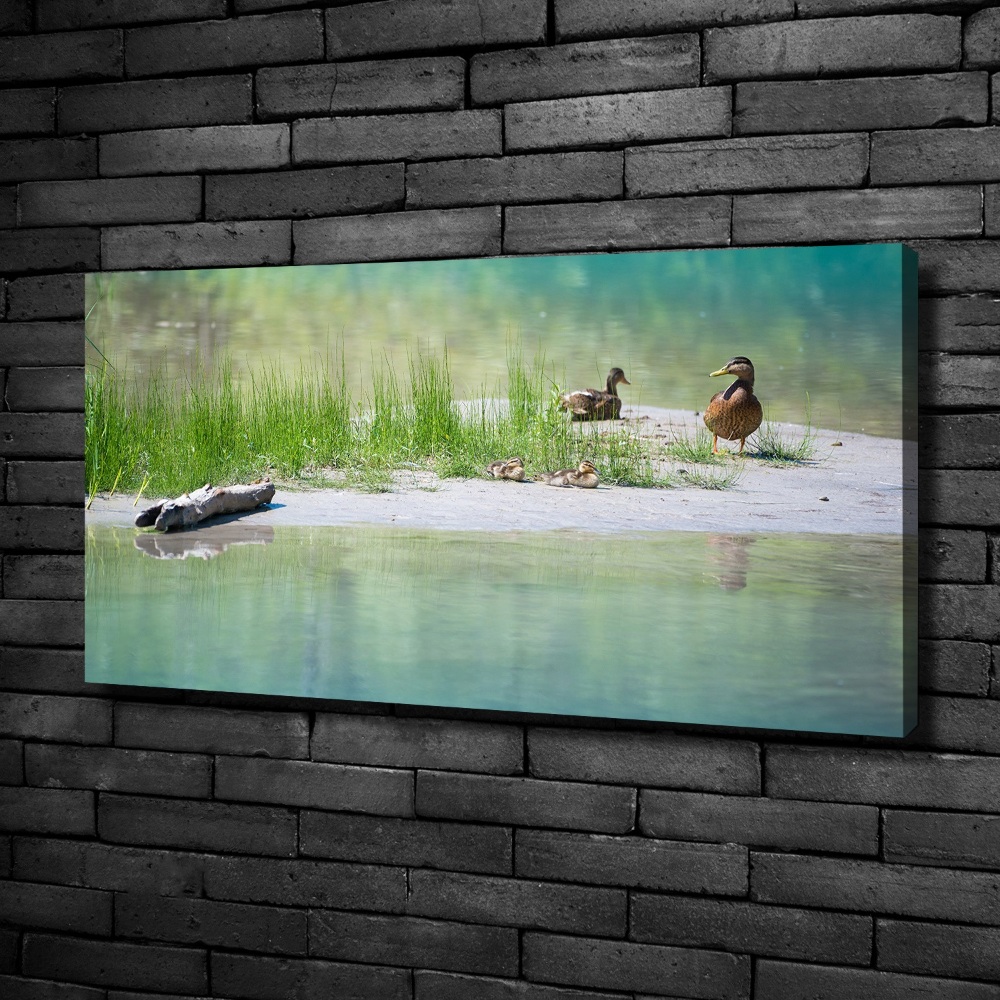 Tableau sur toile Canards au bord de l'eau