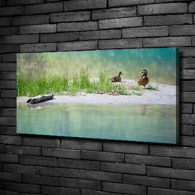 Tableau sur toile Canards au bord de l'eau