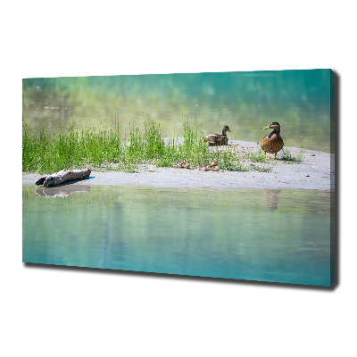 Tableau sur toile Canards au bord de l'eau