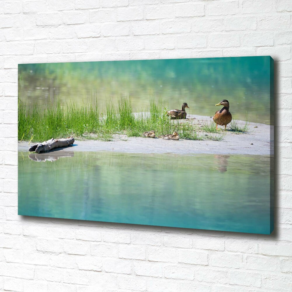 Tableau sur toile Canards au bord de l'eau