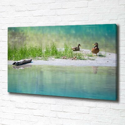 Tableau sur toile Canards au bord de l'eau