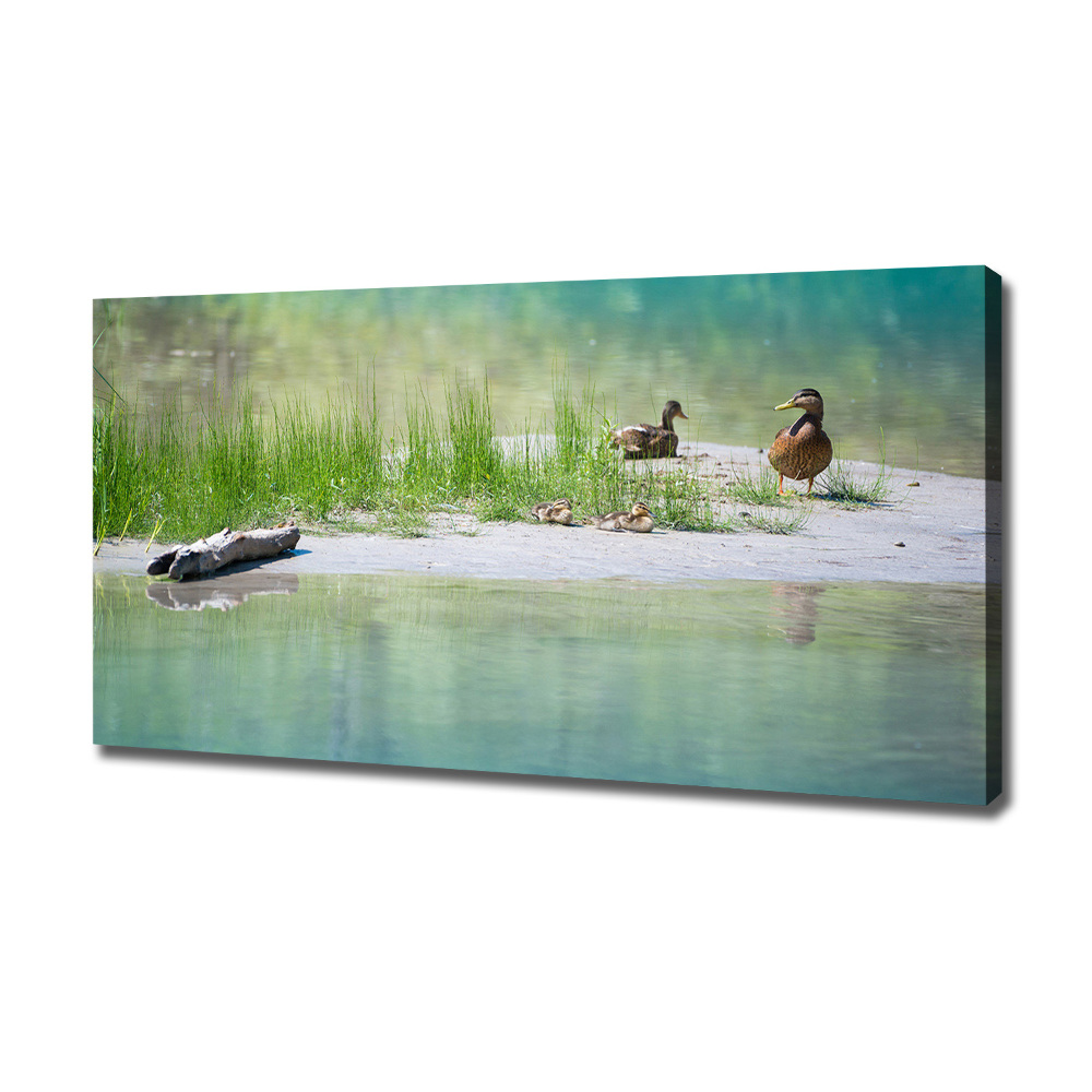 Tableau sur toile Canards au bord de l'eau