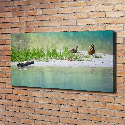 Tableau sur toile Canards au bord de l'eau