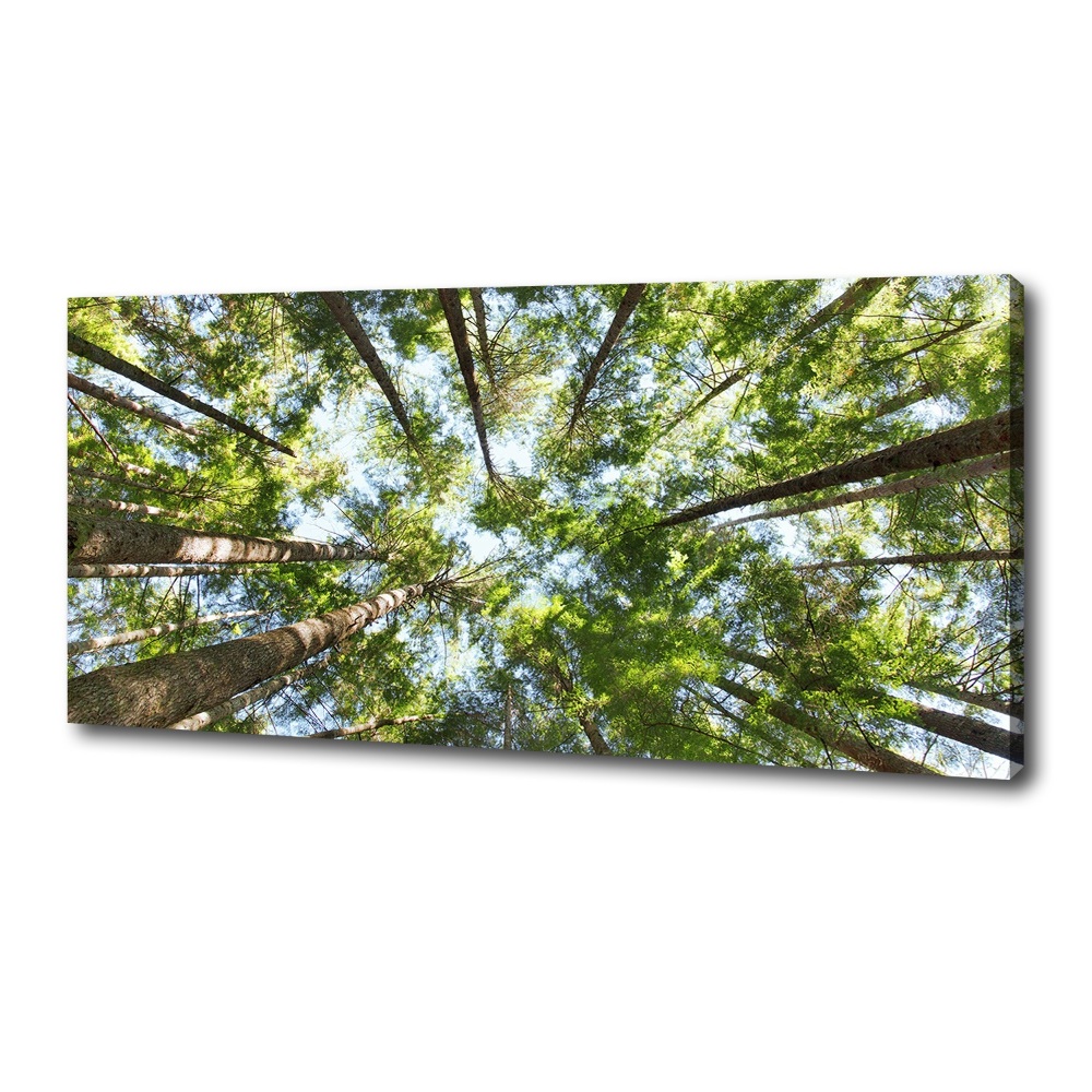 Tableau photo sur toile Couronne d'arbre