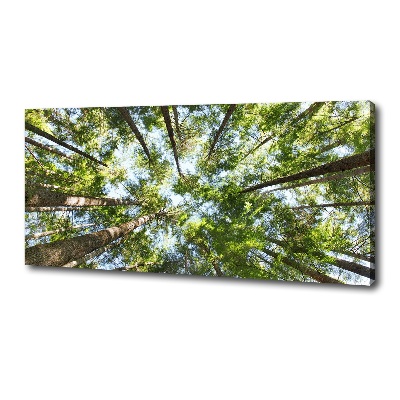 Tableau photo sur toile Couronne d'arbre