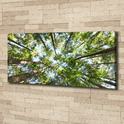 Tableau photo sur toile Couronne d'arbre