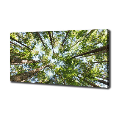 Tableau photo sur toile Couronne d'arbre