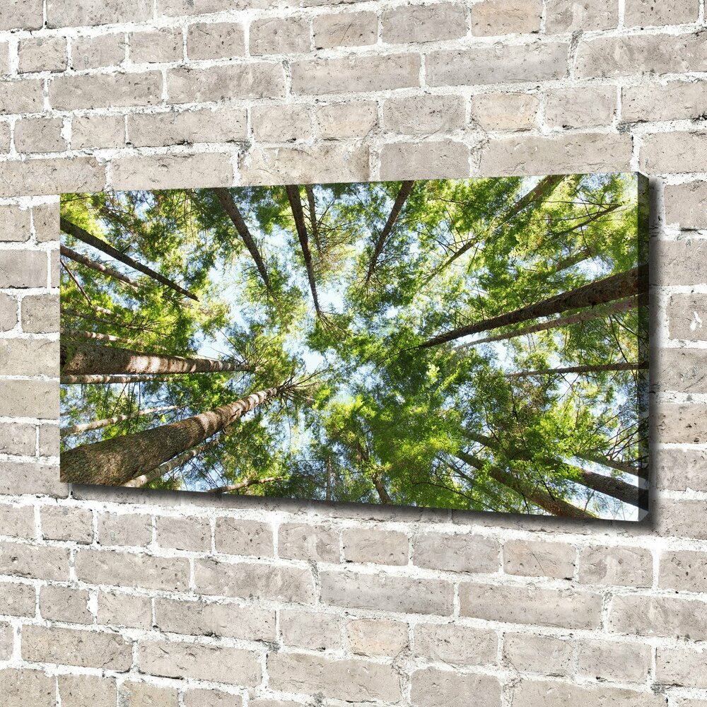 Tableau photo sur toile Couronne d'arbre