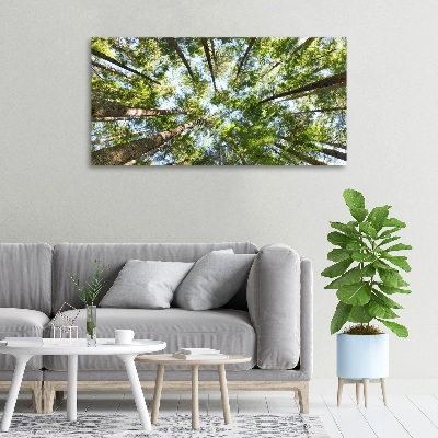 Tableau photo sur toile Couronne d'arbre