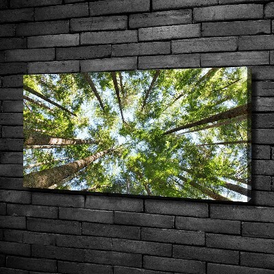 Tableau photo sur toile Couronne d'arbre