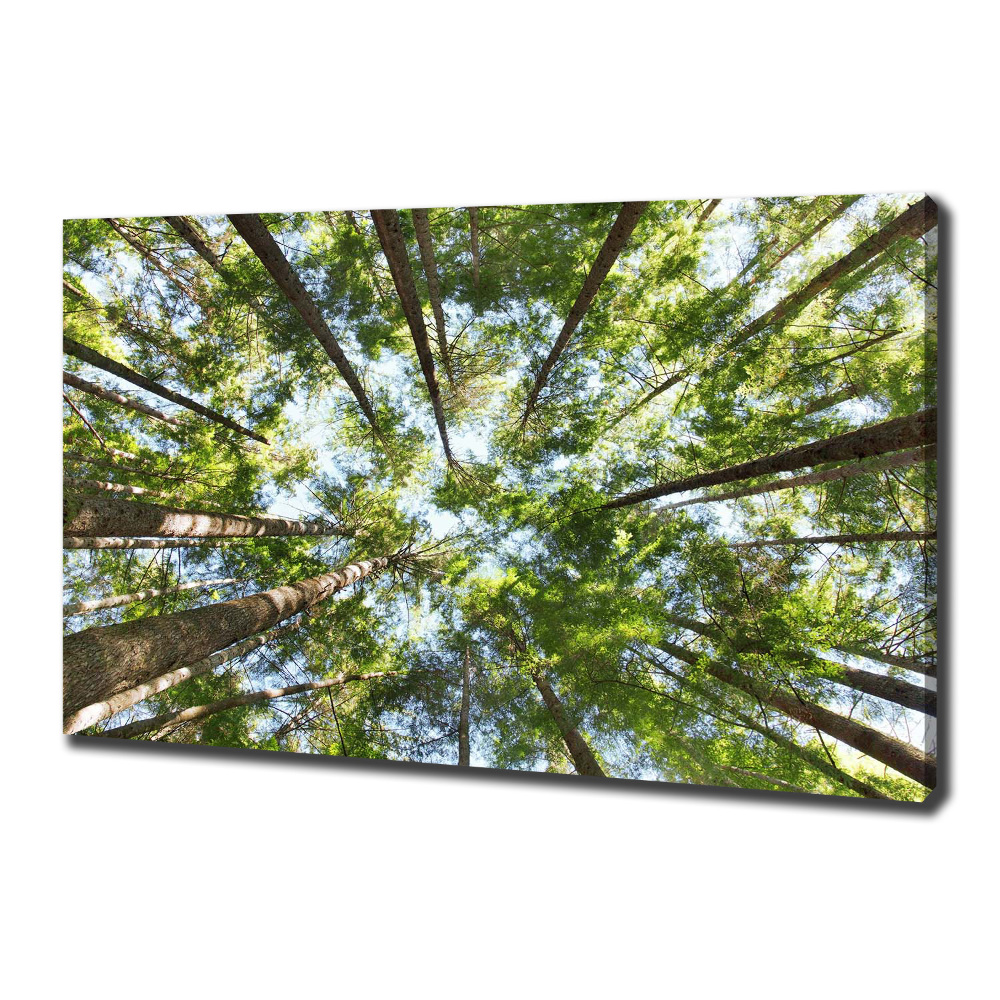 Tableau photo sur toile Couronne d'arbre