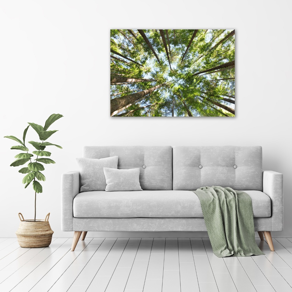 Tableau photo sur toile Couronne d'arbre