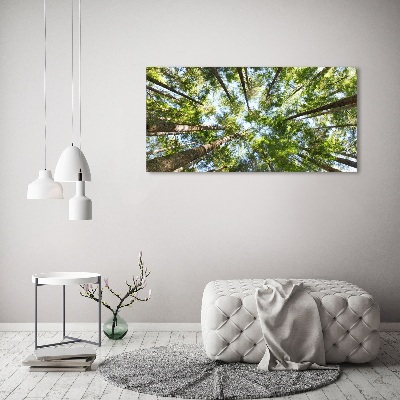 Tableau photo sur toile Couronne d'arbre