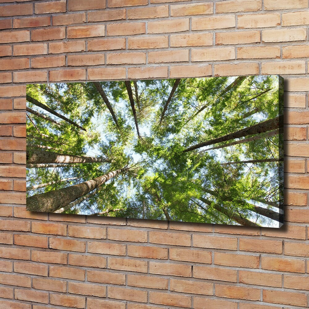 Tableau photo sur toile Couronne d'arbre