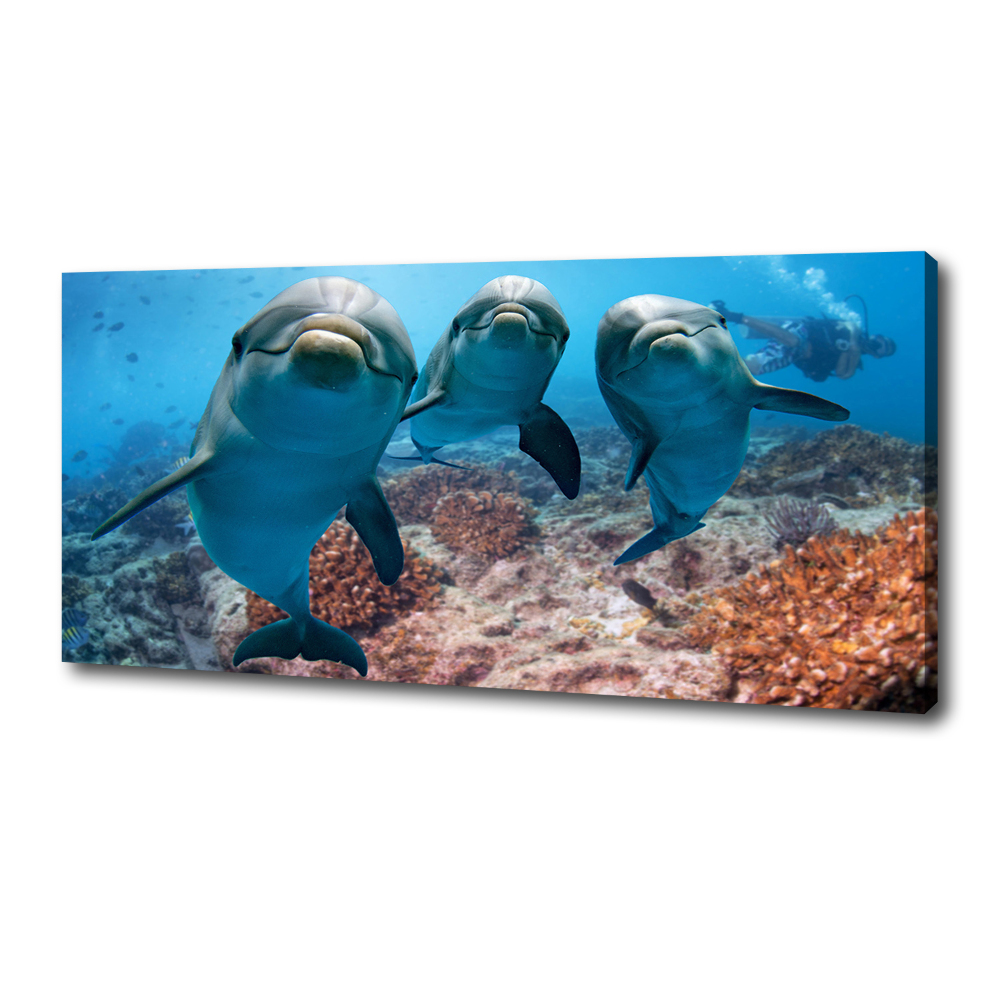 Tableau photo sur toile Dauphins