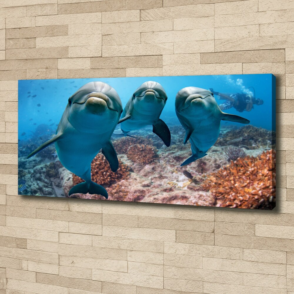 Tableau photo sur toile Dauphins