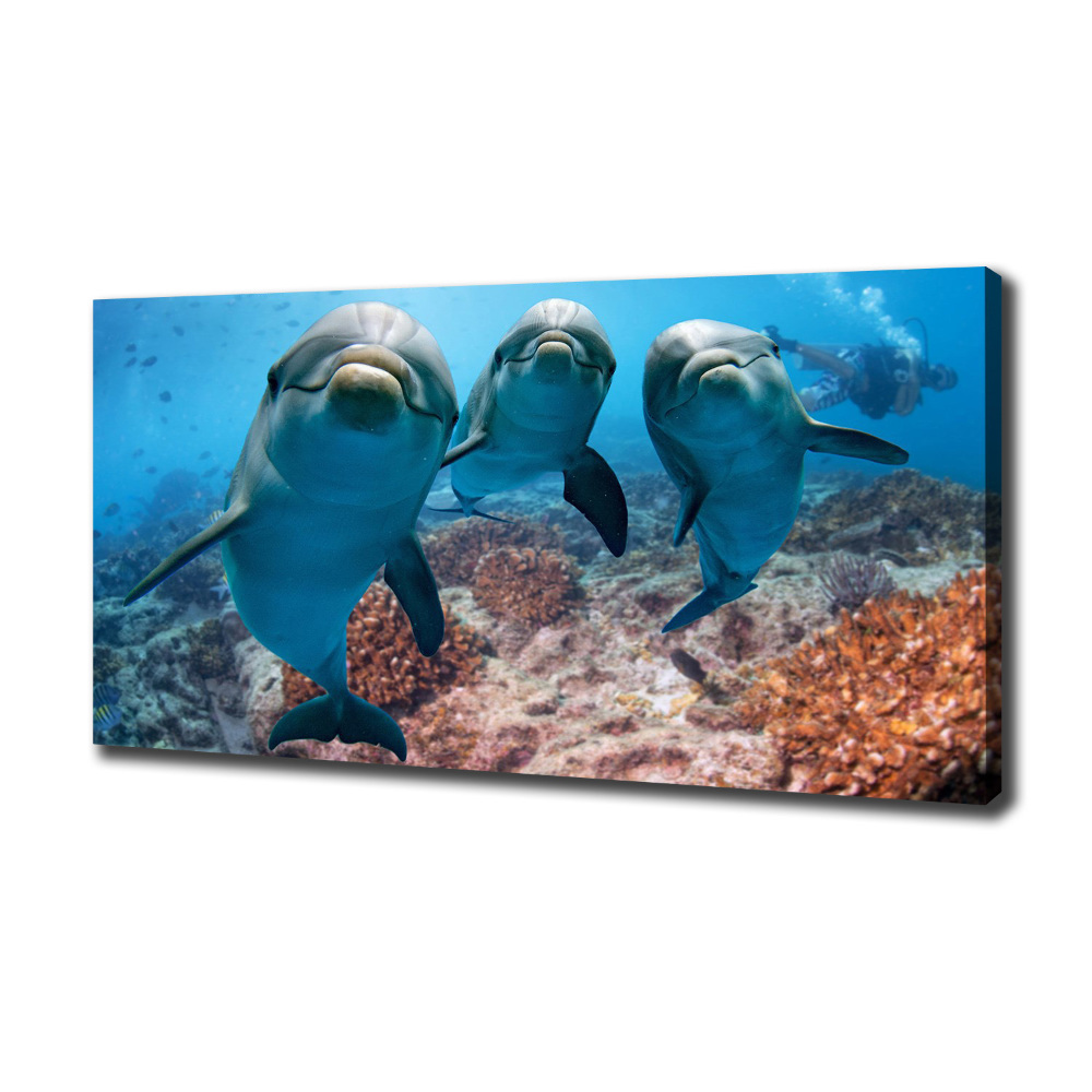 Tableau photo sur toile Dauphins