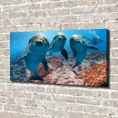 Tableau photo sur toile Dauphins