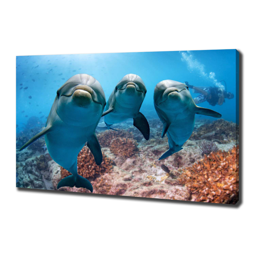 Tableau photo sur toile Dauphins