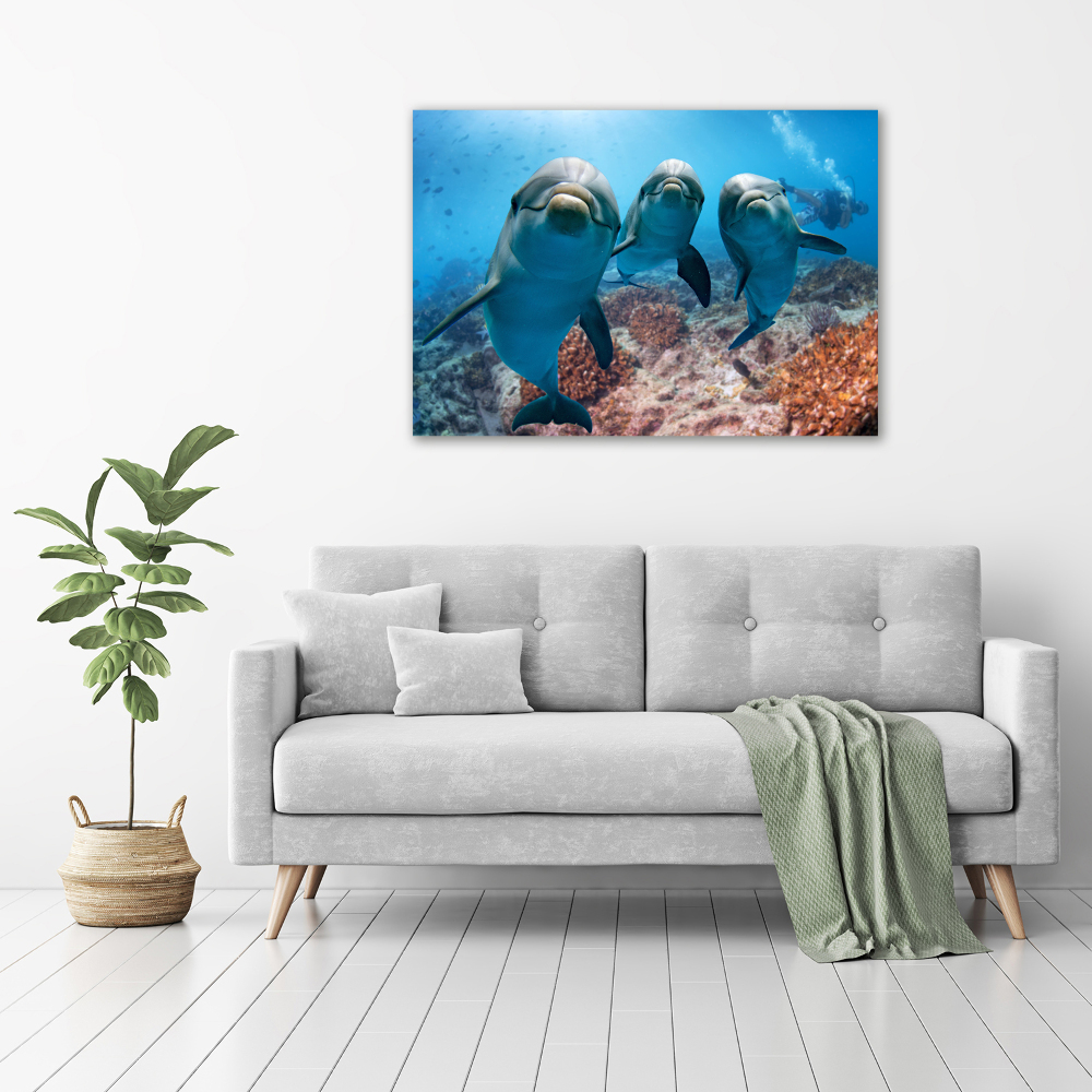 Tableau photo sur toile Dauphins