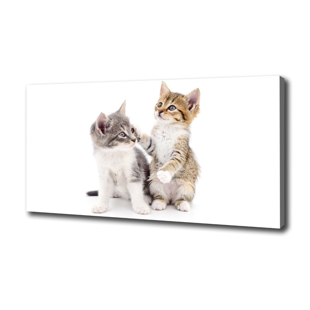 Tableau mural sur toile Deux petits chats