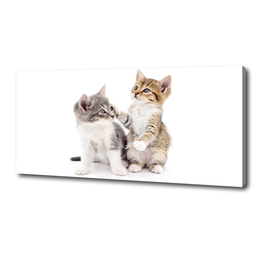 Tableau mural sur toile Deux petits chats