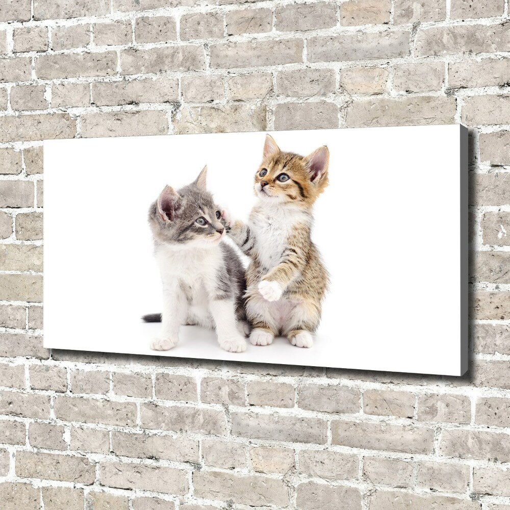 Tableau mural sur toile Deux petits chats