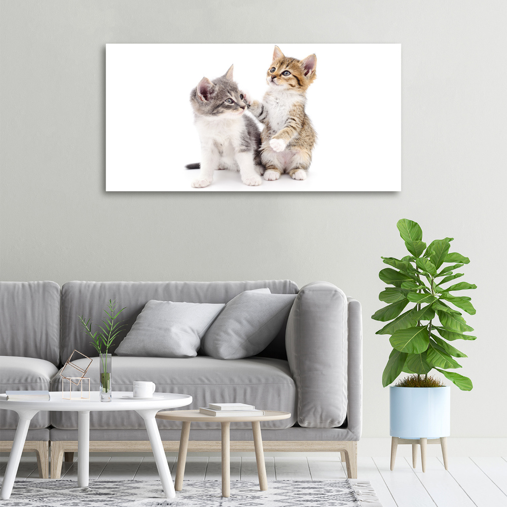 Tableau mural sur toile Deux petits chats