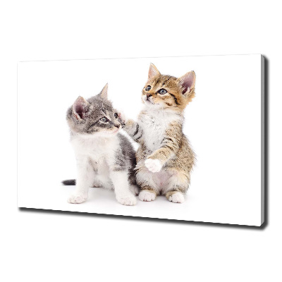 Tableau mural sur toile Deux petits chats