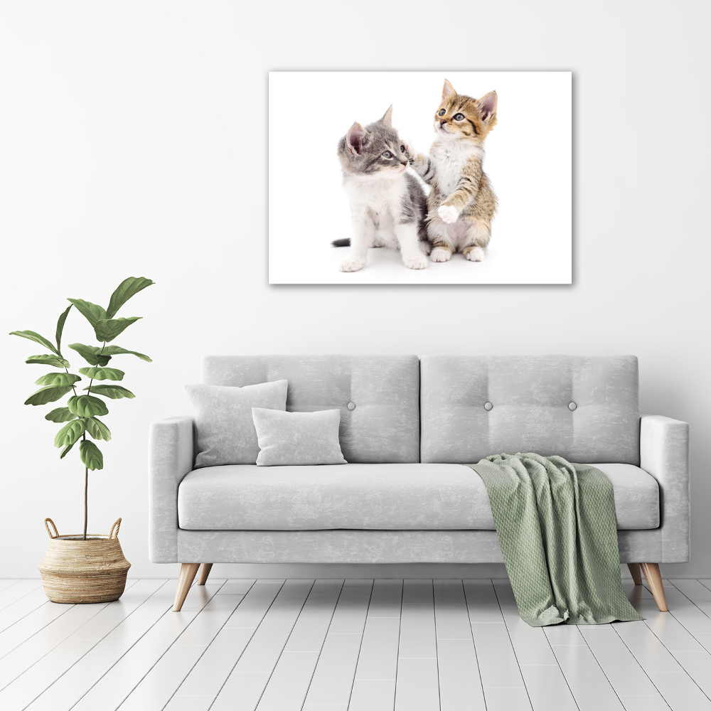 Tableau mural sur toile Deux petits chats