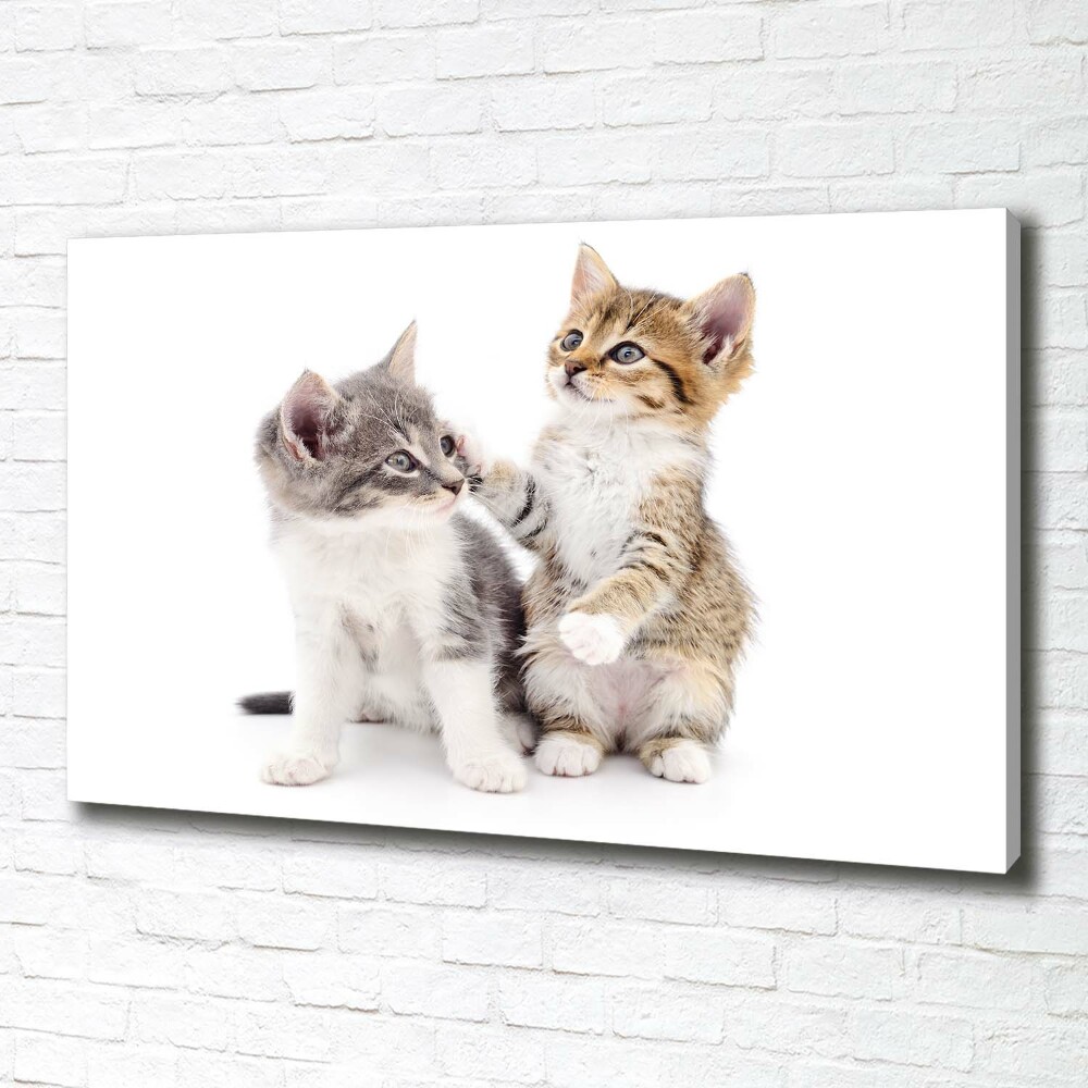 Tableau mural sur toile Deux petits chats