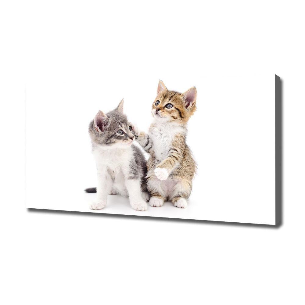 Tableau mural sur toile Deux petits chats